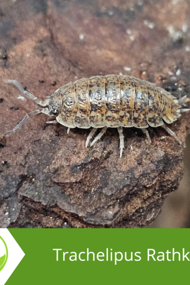 La Swamp Woodlouse Culture Isopod - Trachelipsus Rathkii 15+