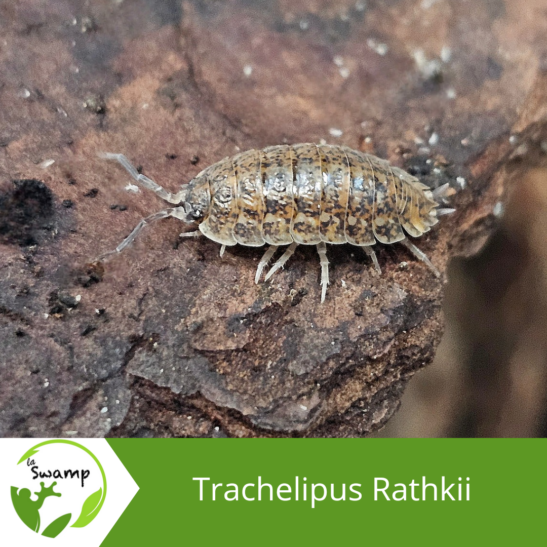 La Swamp Cloporte - Isopod - Trachelipsus Rathkii 15+