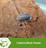 La Swamp Woodhouse Culture Isopod - Cubaris Black Panda 10+