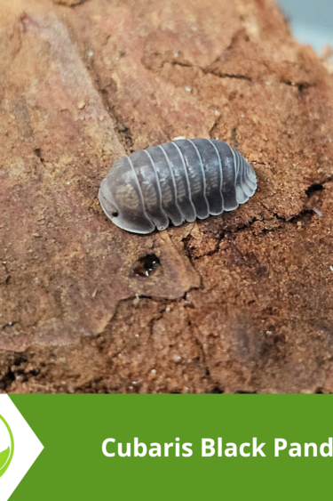La Swamp Woodhouse Culture Isopod - Cubaris Black Panda 10+