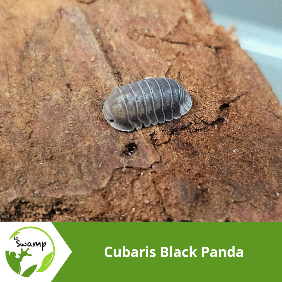 La Swamp Cloporte - Isopod ISO-CUB-BPA-10 Cubaris Black Panda 10+