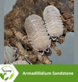 La Swamp Cloporte - Isopod - ISO-ARM-SAN-10 Armadillidium Sandstone 10+