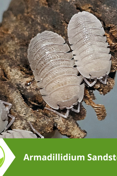 La Swamp Cloporte - Isopod - ISO-ARM-SAN-10 Armadillidium Sandstone 10+