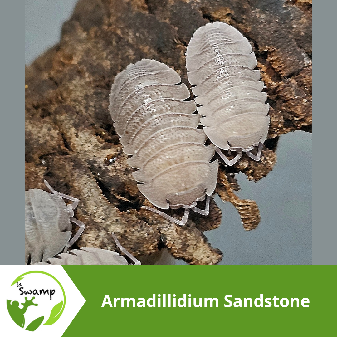 La Swamp Cloporte - Isopod - ISO-ARM-SAN-10 Armadillidium Sandstone 10+