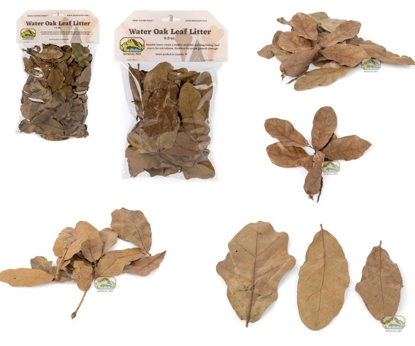NewCal Pets NEWCAL Feuilles de Chêne d'eau (séché)