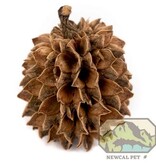 NewCal Pets Casuarina Cones 1 oz. (Approx. 40 Cones)
