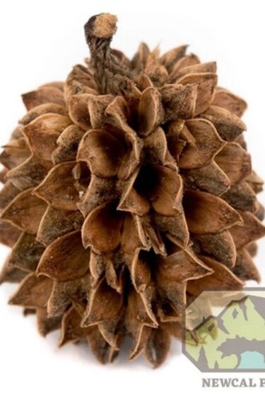 NewCal Pets Casuarina Cones 1 oz. (Approx. 40 Cones)