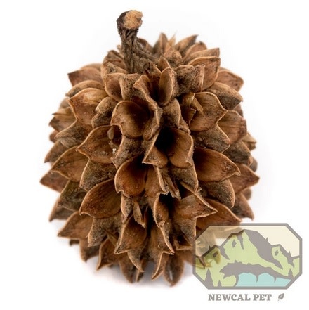 NewCal Pets Casuarina Cones 1 oz. (Approx. 40 Cones)