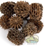 NewCal Pets Casuarina Cones 1 oz. (Approx. 40 Cones)