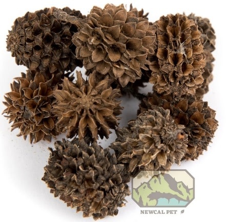 NewCal Pets Casuarina Cones 1 oz. (Approx. 40 Cones)