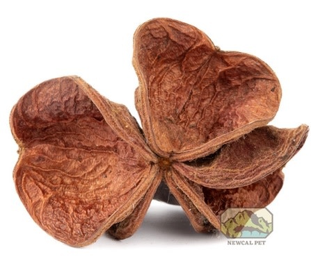 NewCal Pets NEWCAL NC-LLF3 Fleur de lotus terrestre (pq de 3)