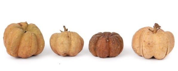 NewCal Pets Mini Pumpkin Pods 1 oz.