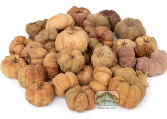 NewCal Pets Mini Pumpkin Pods 1 oz.
