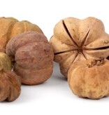 NewCal Pets Mini Pumpkin Pods 1 oz.