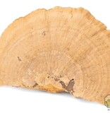 NewCal Pets Mini Sponge Mushrooms (3-Pack)