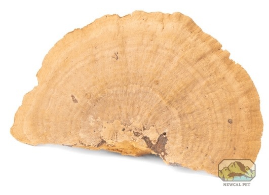 NewCal Pets NEWCAL NC-SMM3 Mini champignons éponge (pq de 3)