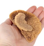 NewCal Pets Mini Sponge Mushrooms (3-Pack)