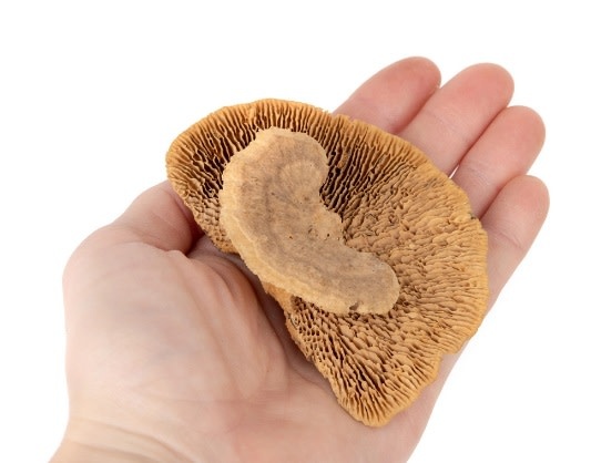 NewCal Pets NEWCAL NC-SMM3 Mini champignons éponge (pq de 3)