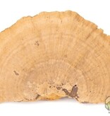 NewCal Pets Mini Sponge Mushrooms (3-Pack)