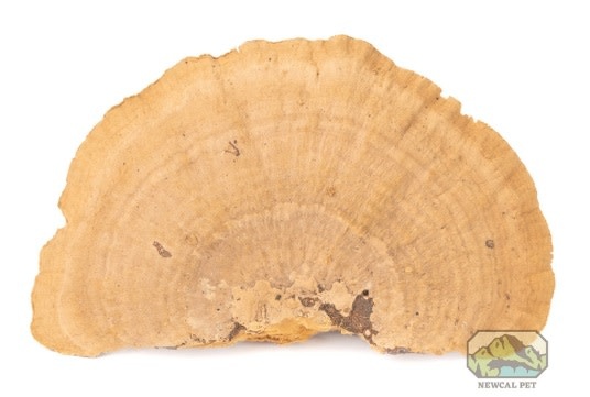 NewCal Pets Mini Sponge Mushrooms (3-Pack)