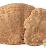 NewCal Pets Mini Sponge Mushrooms (3-Pack)