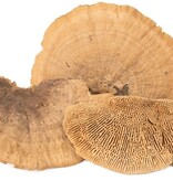 NewCal Pets NEWCAL NC-SMM3 Mini champignons éponge (pq de 3)