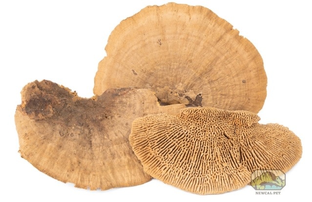 NewCal Pets Mini Sponge Mushrooms (3-Pack)