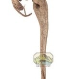 NewCal Pets Natraj Wood 24"+