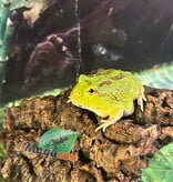 Magazoo Green horned frog (PacMan)