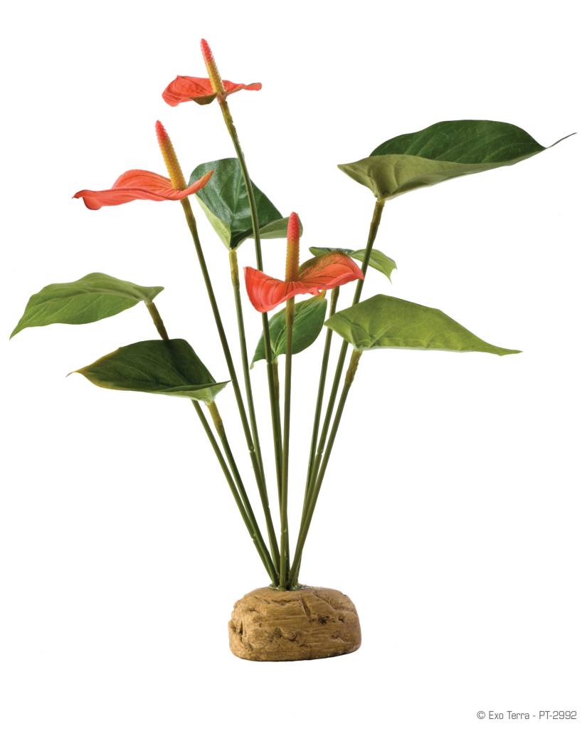 Exoterra Plante anthurium en buisson