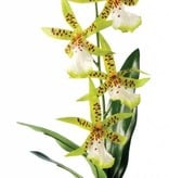 Exoterra Spider Orchid