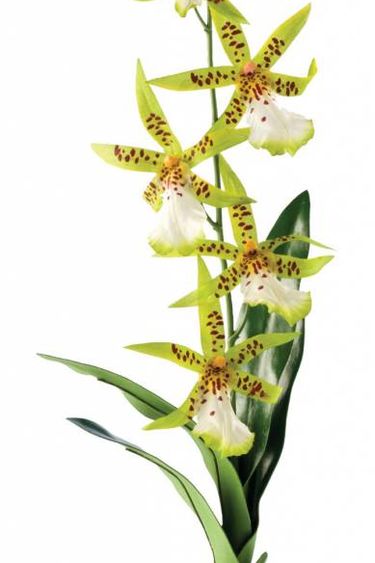 Exoterra EXO TERRA PT2991 Plante orchidée araignée