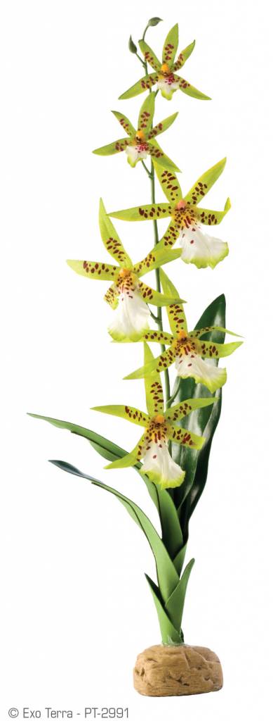 Exoterra EXO TERRA PT2991 Plante orchidée araignée