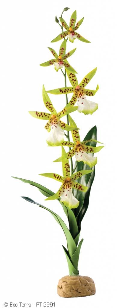 Exoterra Spider Orchid