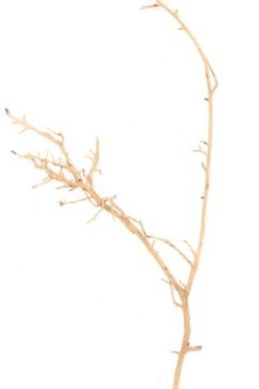 NewCal Pets NEWCAL NC-NVW1 Bois nerveux 14" - 18"