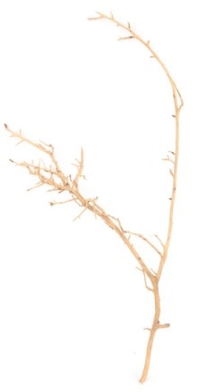 NewCal Pets NEWCAL NC-NVW1 Bois nerveux 14" - 18"