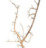 NewCal Pets Nerve Wood  14" - 18"