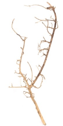 NewCal Pets Nerve Wood  14" - 18"