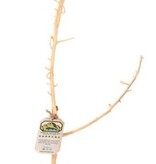 NewCal Pets Nerve Wood  14" - 18"