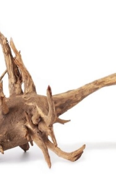 Galapagos Hollow Tree Root, Driftwood, Natural, 12-16in