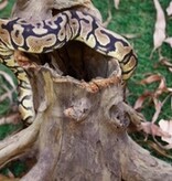 Galapagos Hollow Tree Root, Driftwood, Natural, 12-16in