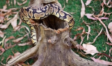 Galapagos Hollow Tree Root, Driftwood, Natural, 12-16in