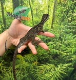 Magazoo Baby Philippine sailfin lizard (Hydrosaurus) CB #1