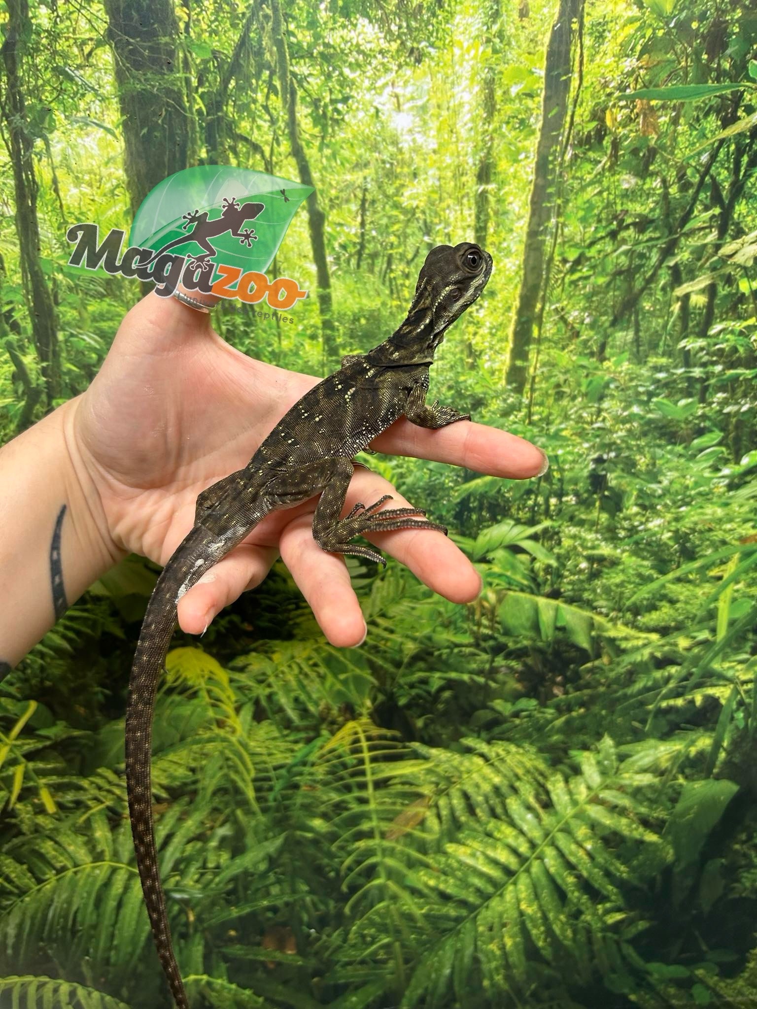 Magazoo Baby Philippine sailfin lizard (Hydrosaurus) CB #1