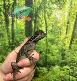 Magazoo Baby Philippine sailfin lizard (Hydrosaurus) CB #1