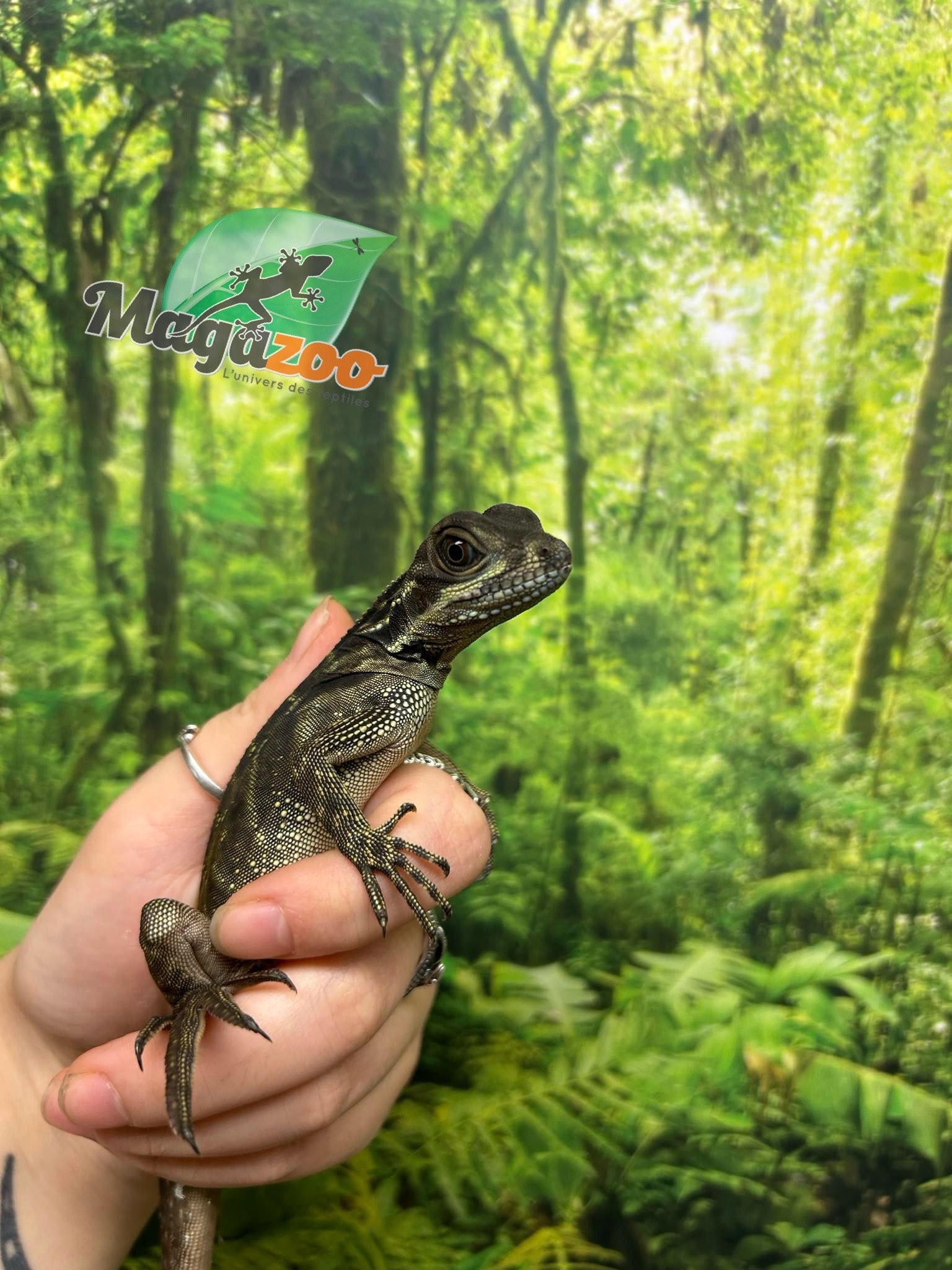 Magazoo Baby Philippine sailfin lizard (Hydrosaurus) CB #1