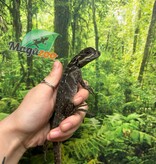 Magazoo Baby Philippine sailfin lizard (Hydrosaurus) CB #1