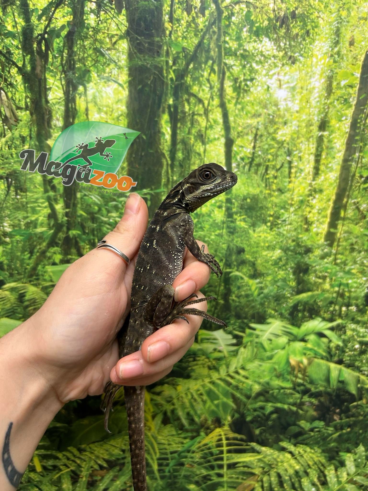Magazoo Baby Philippine sailfin lizard (Hydrosaurus) CB #1