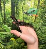 Magazoo Baby Philippine sailfin lizard (Hydrosaurus) CB #1