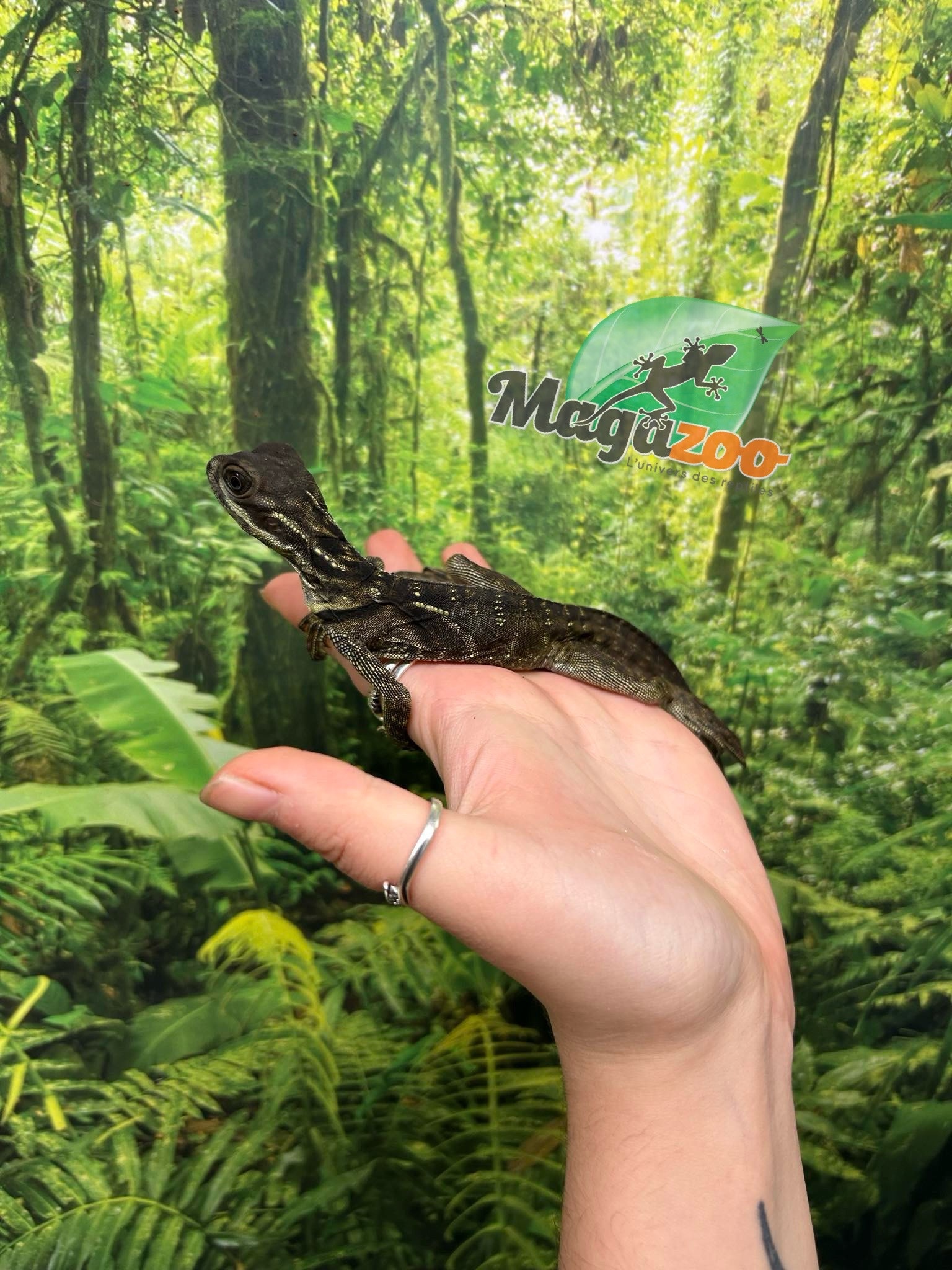 Magazoo Baby Philippine sailfin lizard (Hydrosaurus) CB #1